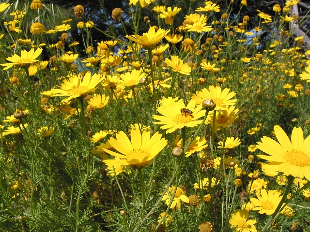 0148 bloemen.JPG